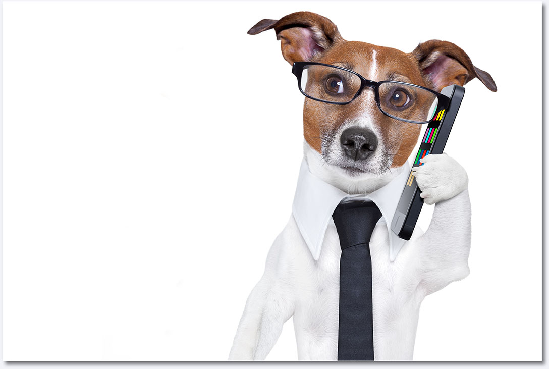 Contact Us Dog Contact us Image