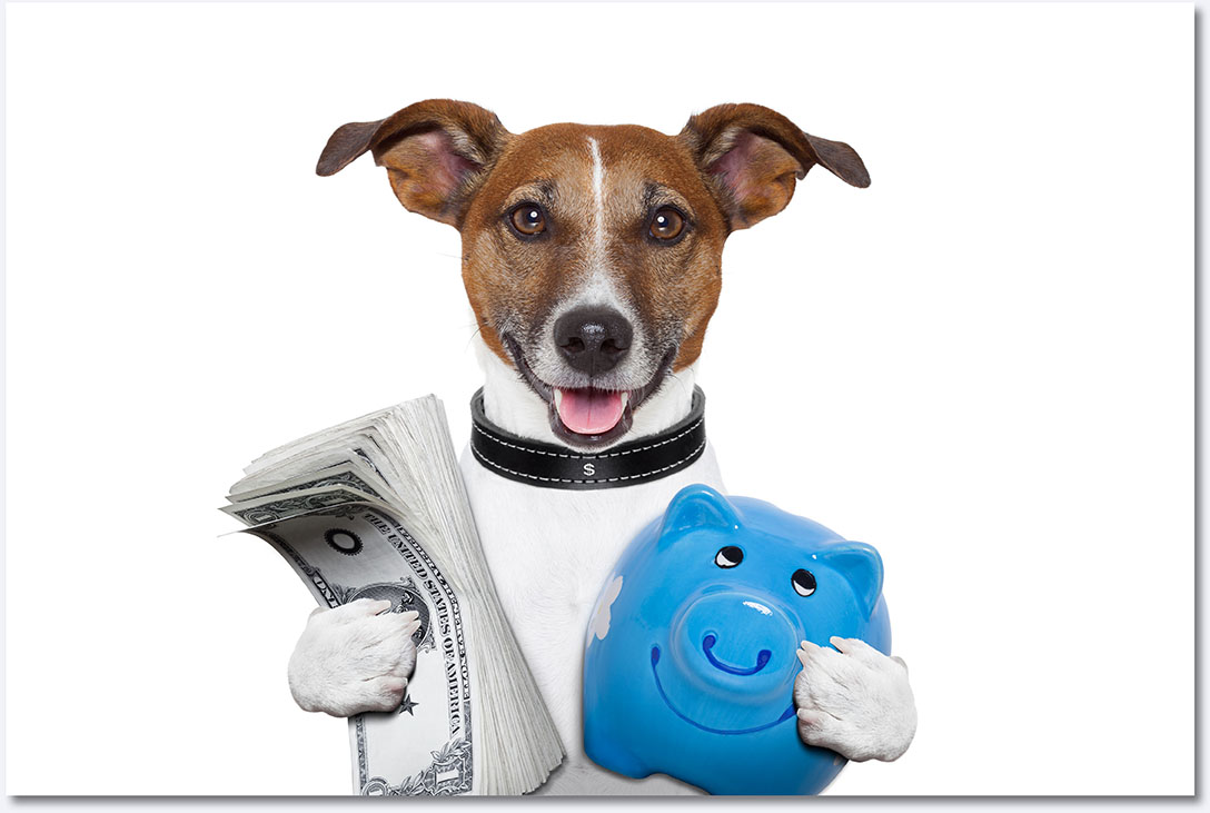 Looking after the money Dog holding the money