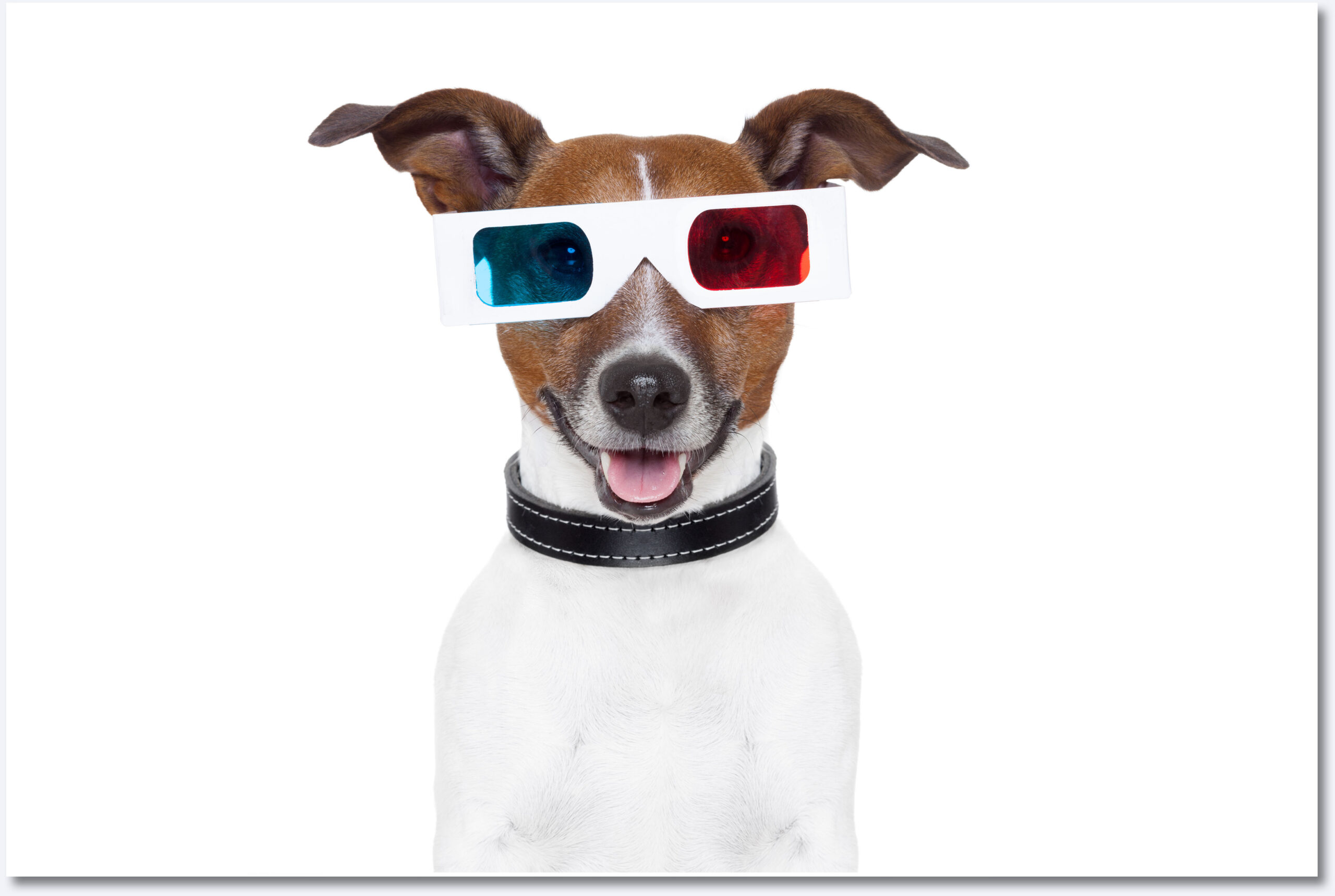 Multimedia Dog Multimedia Dog